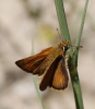Thymelicus acteon (Rottemburg, 1775)