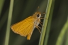 Thymelicus acteon (Rottemburg, 1775)