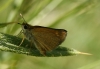 Thymelicus acteon (Rottemburg, 1775)