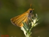 Thymelicus cf acteon (Rottemburg, 1775)
