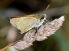 Thymelicus cf sylvestris (Poda, 1761)
