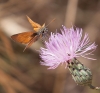 Thymelicus cf sylvestris (Poda, 1761)
