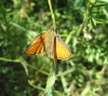 Thymelicus lineola (Ochsenheimer, 1808)