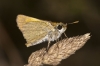 Thymelicus sylvestris (Poda, 1761)