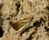 Thymelicus sylvestris (Poda, 1761)