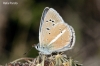 Agrodiaetus damon Agrodiaetus damon