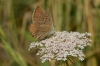 Agrodiaetus fabressei