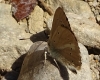 Agrodiaetus fabressei