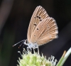 Agrodiaetus fabressei