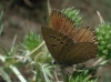 Agrodiaetus fabressei