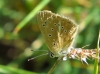 Agrodiaetus fabressei