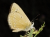 Agrodiaetus fabressei