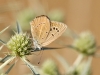 Agrodiaetus fabressei