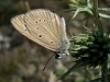 Agrodiaetus fabressei