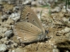 Agrodiaetus fabressei