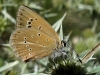 Agrodiaetus fabressei