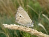 Agrodiaetus fabressei
