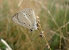 Agrodiaetus fabressei