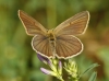Agrodiaetus fabressei