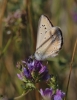 Agrodiaetus fabressei