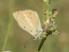 Agrodiatus fabressei