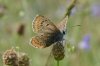 Aricia cramera
