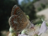 Aricia cramera