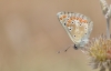 Aricia montensis