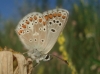 Aricia montensis Aricia montensis