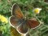 Aricia montensis
