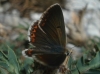 Aricia montensis