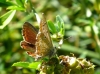 Aricia montensis