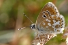 Aricia morronensis Aricia morronensis