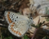 Aricia sp.