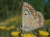 Aricia sp. Aricia sp.
