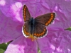 Aricia cramera