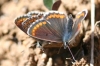 Aricia cramera