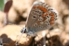 Aricia cramera