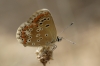 Aricia cramera