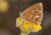 Aricia cramera Aricia cramera