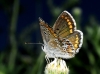 Aricia cramera