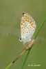 Aricia montensis