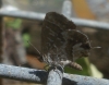 Cacyreus marshalli