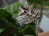 Cacyreus marshalli