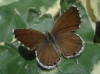 Cacyreus marshalli