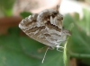 Cacyreus marshalli Cacyreus marshalli