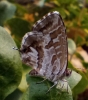 Cacyreus marshalli