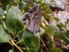 Cacyreus marshalli
