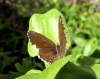 Cacyreus marshalli