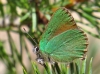 Callophrys rubi